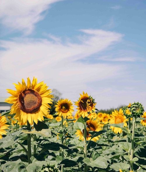 The Role of Positive Thinking in Creativity