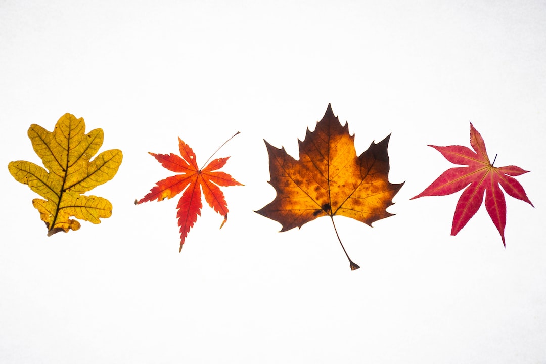 Four coloured leaves from the fall